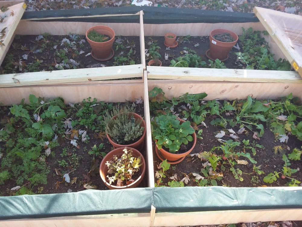 Cold frame inside